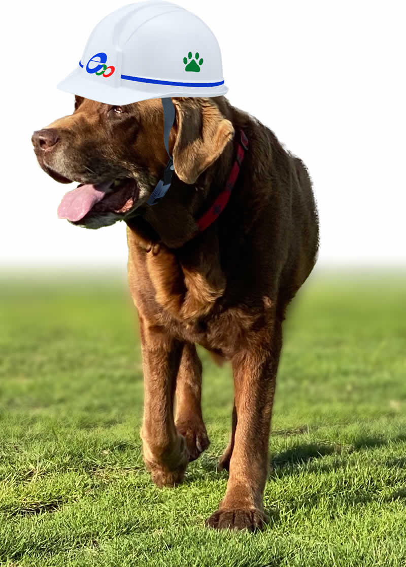 犬がエコ・クリエイトのヘルメットを被って凛々しく歩行しているイメージ