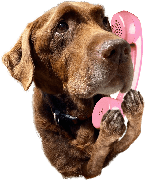 受話器を持って通話する犬のイメージ